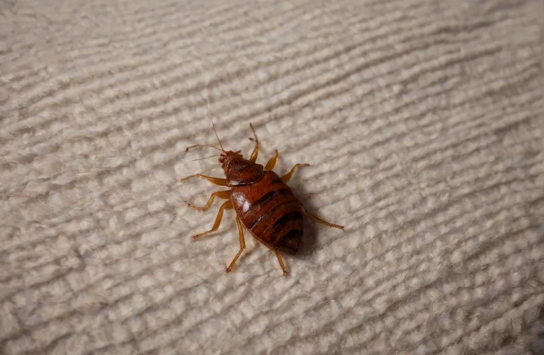 Como Saber se tem Percevejo no Colchão: Dicas para uma Avaliação Eficiente