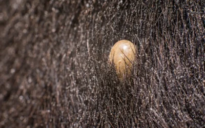Como acabar com infestação de carrapato?