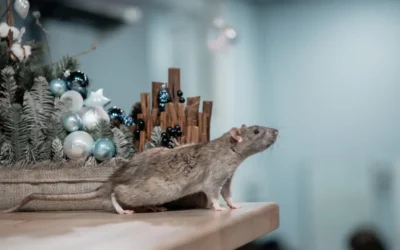 Como eliminar ratos de uma vez por todas: saiba o que fazer neste artigo