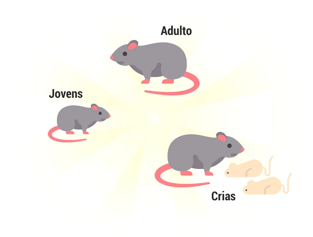 Ratos e Camundongos | Controle de Pragas | Rio Grande do Sul Ratos e Camundongos | Controle de Pragas | Rio Grande do Sul