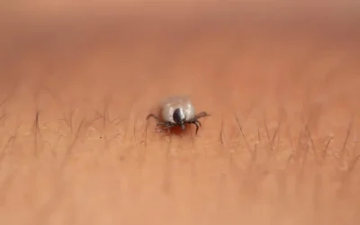 Conheça as doenças que os carrapatos podem transmitir