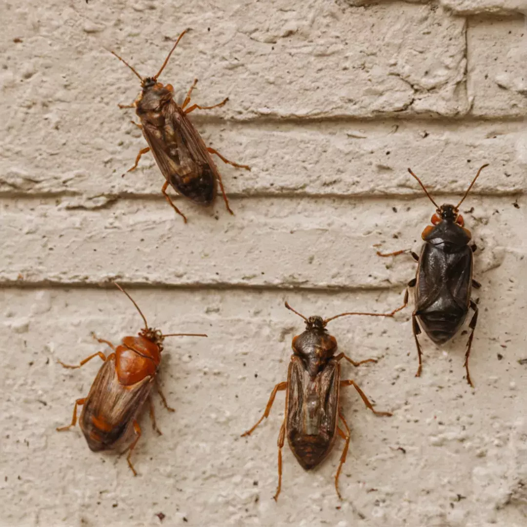 Como funciona o Processo de Dedetização? Como funciona o Processo de Dedetização?