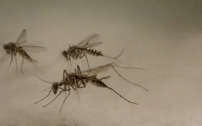 Dedetização em Novo Hamburgo: como prevenir infestações