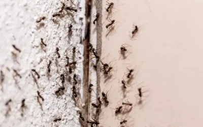 Como evitar a Reinfestação após a Dedetização