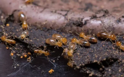 Cupins em Casas e Móveis de Madeira: como lidar com a infestação