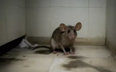 Desratização em empresas: prevenção e combate eficiente
