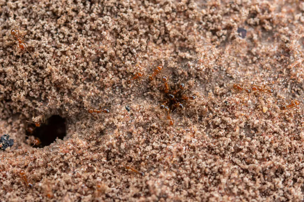 Formigas em Casa: Sinais de Infestação e Por Que Você Não Deve Ignorá-las Formigas em Casa: Sinais de Infestação e Por Que Você Não Deve Ignorá-las