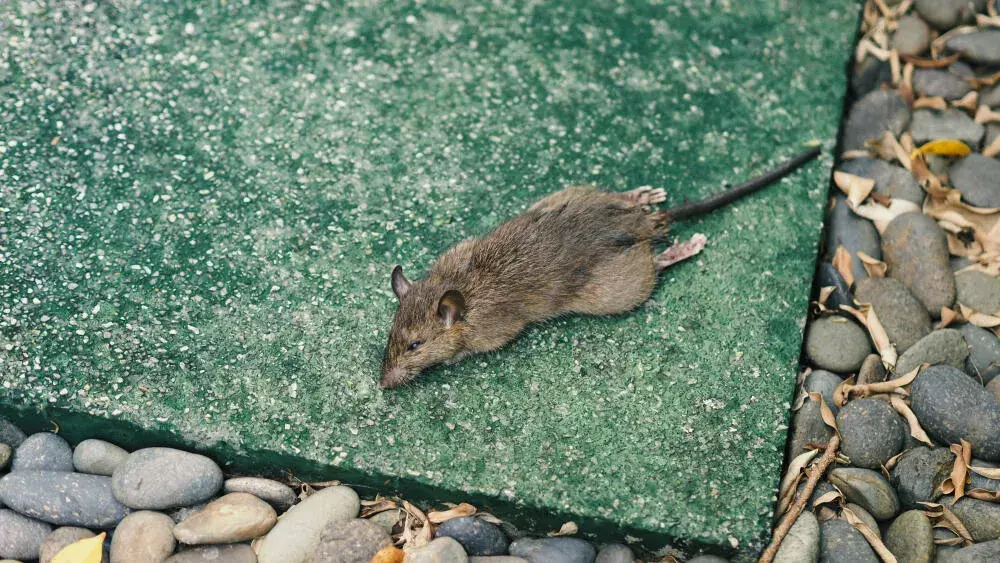 Veneno para Ratos: A Desratização Profissional para um Ambiente Livre de Roedores