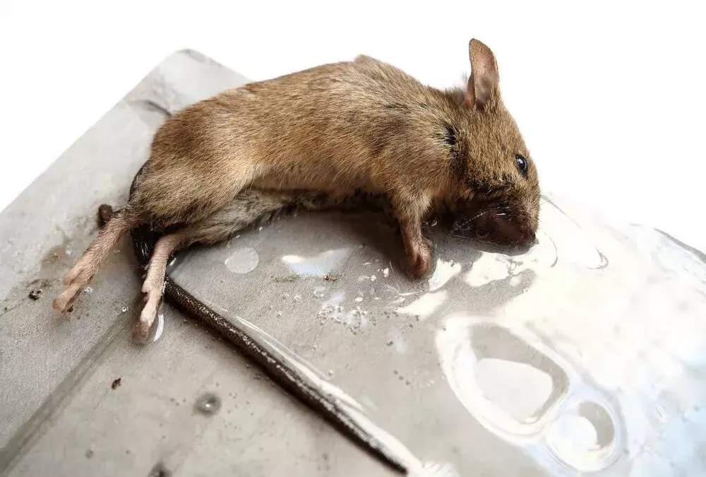 Veneno para Ratos Caseiro: Perigos, Mitos e Por Que Não é a Melhor Opção