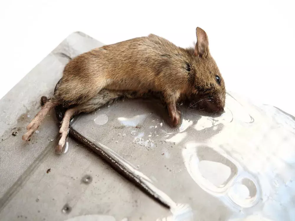 Veneno para Ratos Caseiro: Perigos, Mitos e Por Que Não é a Melhor Opção Veneno para Ratos Caseiro: Perigos, Mitos e Por Que Não é a Melhor Opção