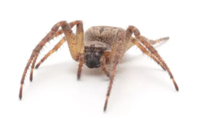 Após o Controle de Aranhas: Dicas para Manter Sua Casa Segura e Livre de Invasores