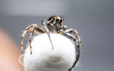 Aranhas em Casa: Quais São Perigosas e Como Identificar Sua Presença