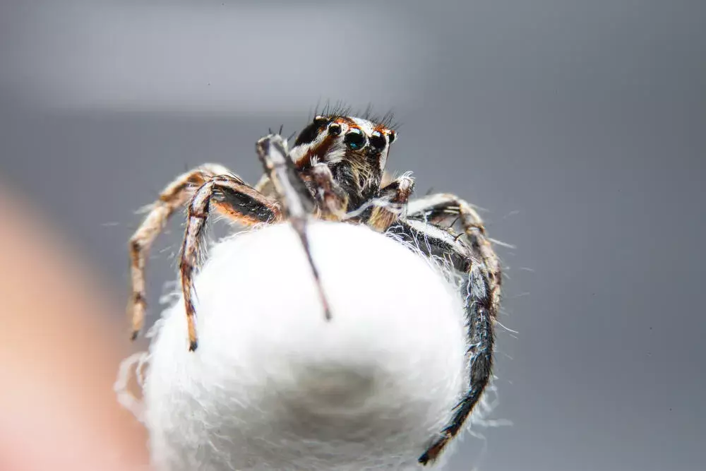 Aranhas em Casa: Quais São Perigosas e Como Identificar Sua Presença Aranhas em Casa: Quais São Perigosas e Como Identificar Sua Presença