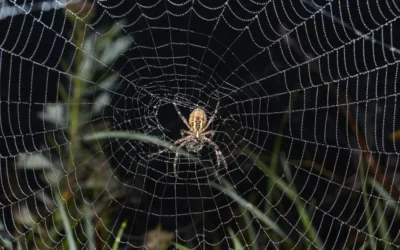 Veneno para Aranhas: O Controle Profissional para um Ambiente Livre de Riscos