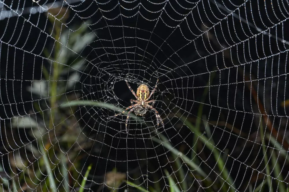 Veneno para Aranhas: O Controle Profissional para um Ambiente Livre de Riscos Veneno para Aranhas: O Controle Profissional para um Ambiente Livre de Riscos
