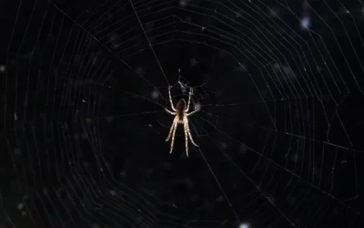 Veneno para Aranhas Caseiro: Soluções Ineficazes e os Riscos de Acidentes Domésticos