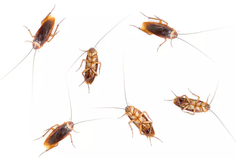 Água Sanitária Mata Barata? O Que Você Precisa Saber Antes de Usar!