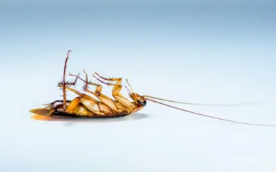 Guia Pós-Dedetização: Mantenha Sua Propriedade Protegida Contra Pragas Durante Todo o Verão em Porto Alegre