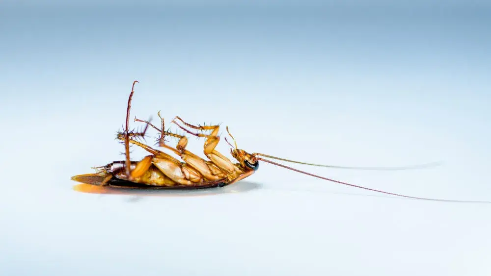 Guia Pós-Dedetização: Mantenha Sua Propriedade Protegida Contra Pragas Durante Todo o Verão em Porto Alegre