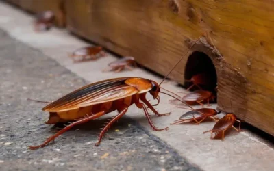 Prevenção de Pragas no Verão em Porto Alegre: Mitos e Verdades Sobre as Soluções Caseiras