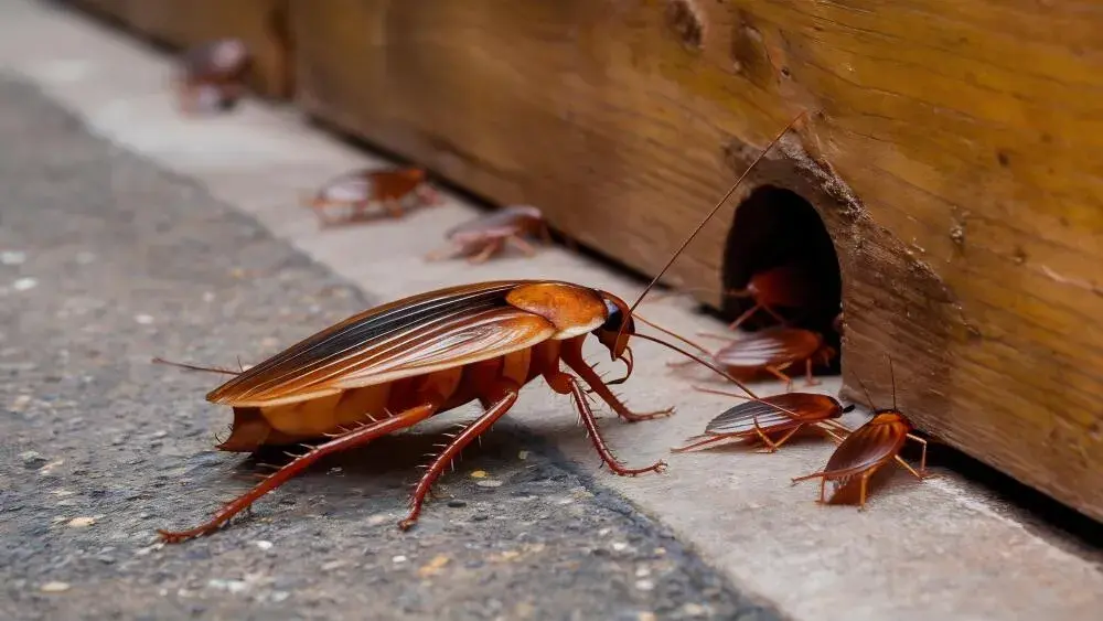 Prevenção de Pragas no Verão em Porto Alegre: Mitos e Verdades Sobre as Soluções Caseiras