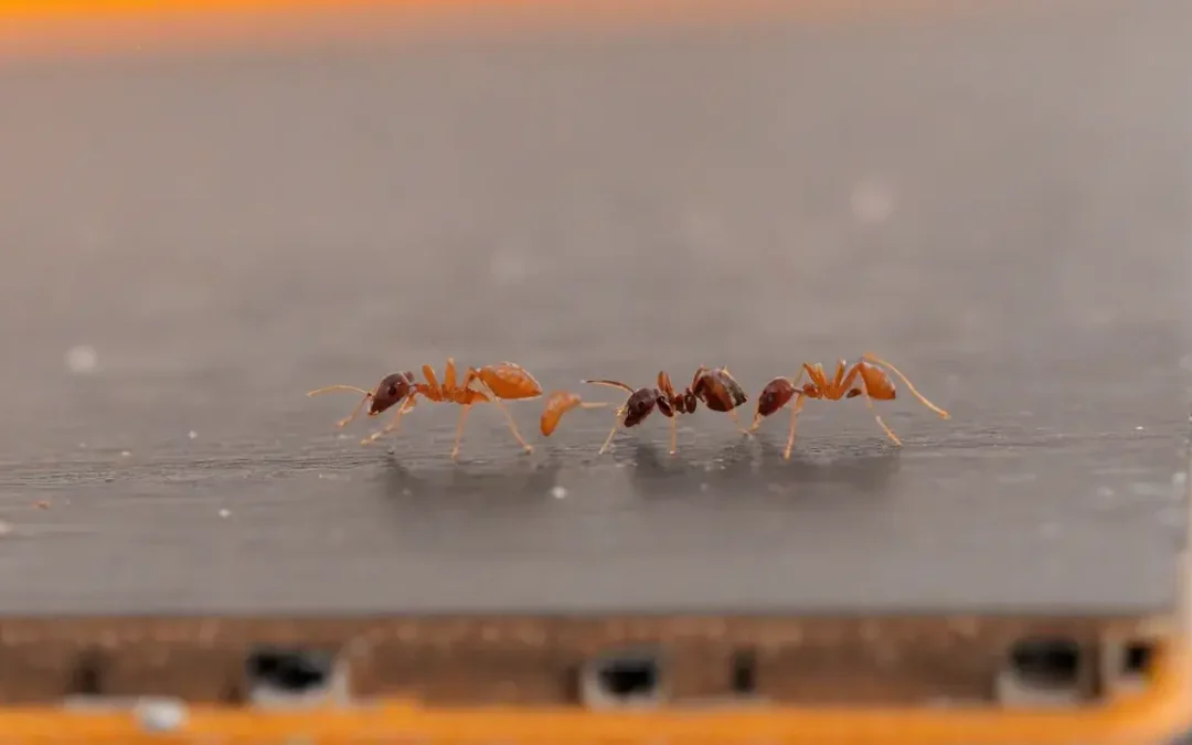 Por que o controle técnico de pragas é essencial em períodos de calor intenso