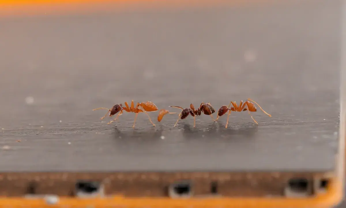 Por que o controle técnico de pragas é essencial em períodos de calor intenso