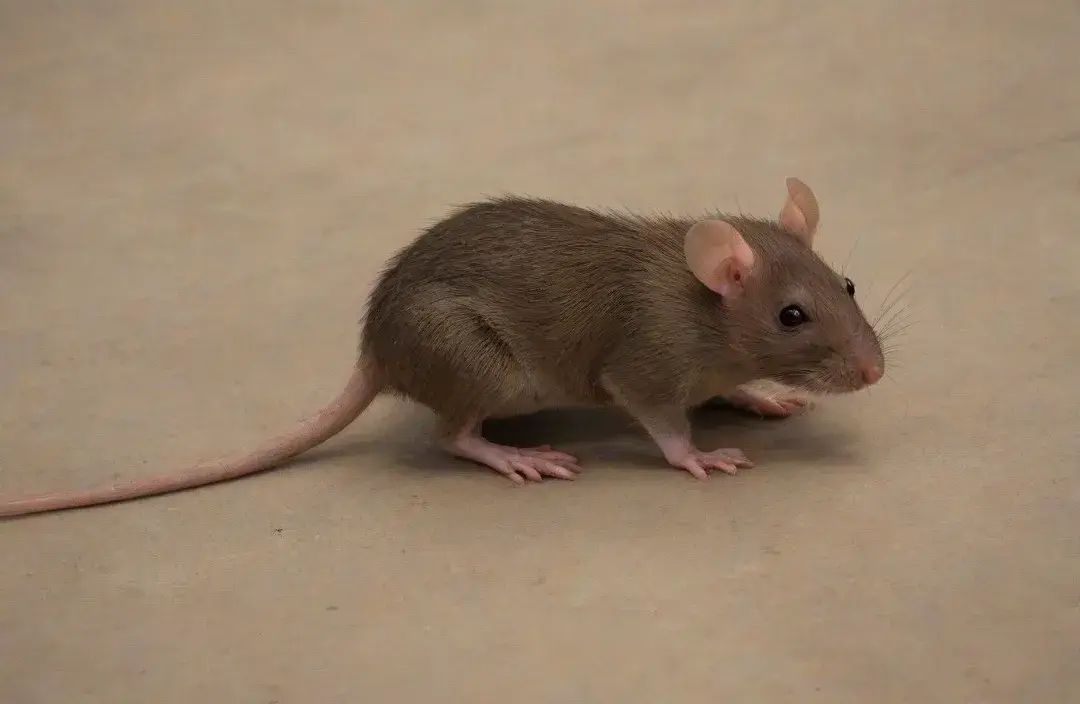 Controle de pragas em escolas e universidades da região metropolitana de Porto Alegre