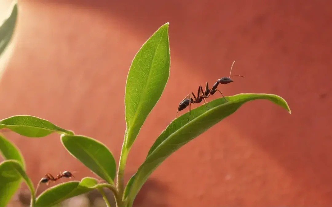 Formigas em clínicas e consultórios de Porto Alegre: riscos sanitários invisíveis