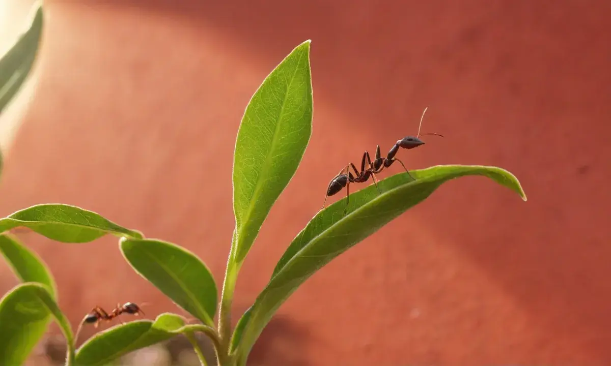 Formigas em clínicas e consultórios de Porto Alegre: riscos sanitários invisíveis