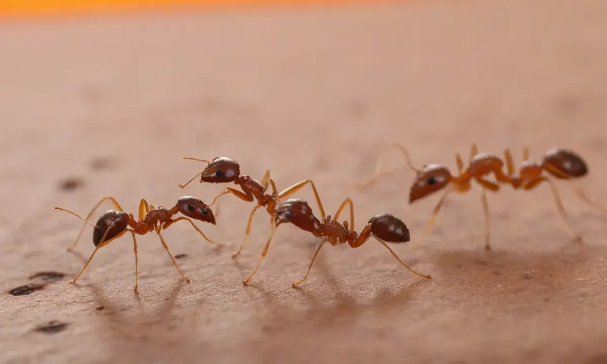 Controle de pragas em supermercados de Canoas e Gravataí: normas e fiscalização