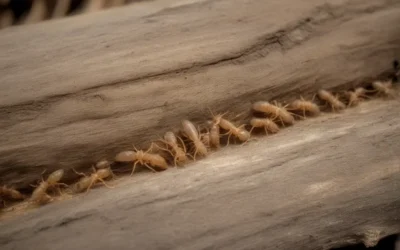 Controle de pragas em condomínios verticais: responsabilidades legais no RS