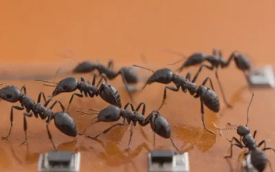 Dedetização em indústrias de alimentos: como falhas no controle impactam auditorias e certificações