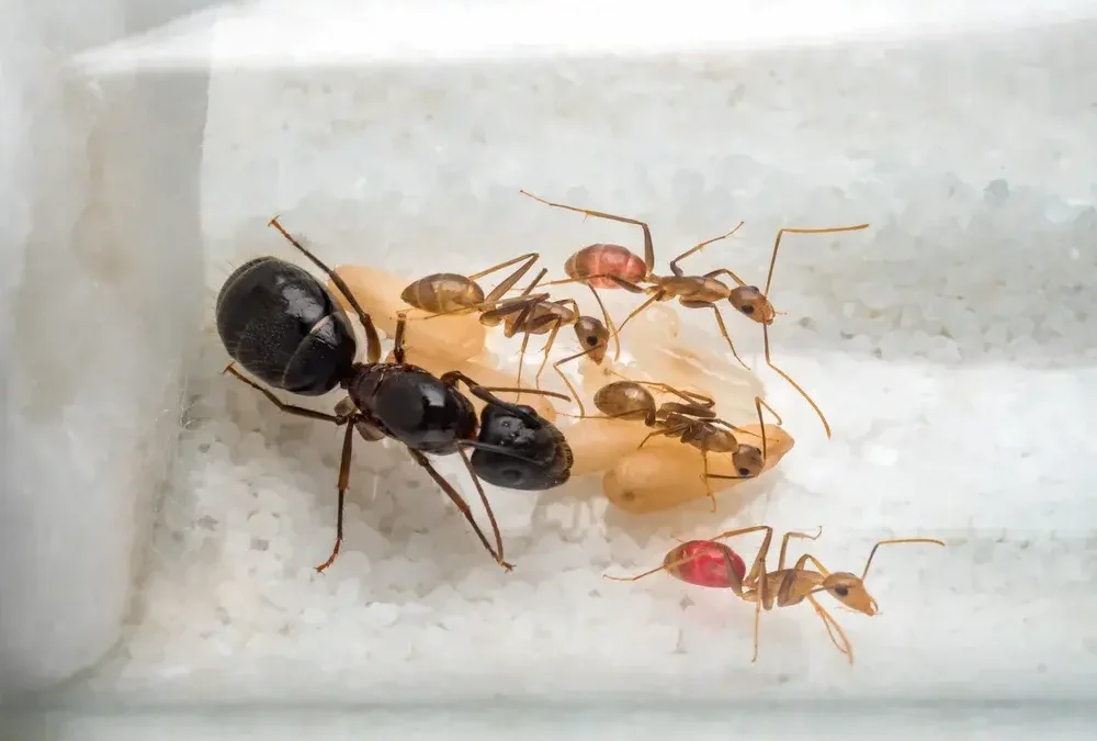 Pragas urbanas e contaminação cruzada em ambientes sensíveis