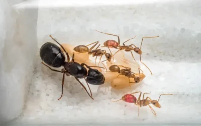 Pragas urbanas e contaminação cruzada em ambientes sensíveis