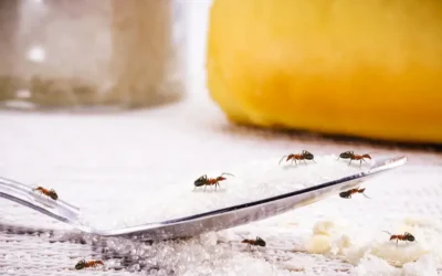 Por que o controle profissional é indispensável em áreas de manipulação de alimentos