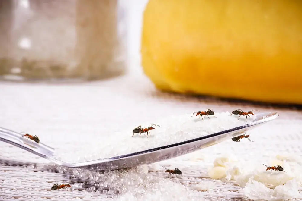 Por que o controle profissional é indispensável em áreas de manipulação de alimentos Por que o controle profissional é indispensável em áreas de manipulação de alimentos