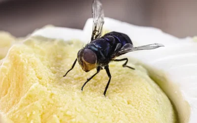 Pragas urbanas e segurança alimentar: o que empresários precisam saber