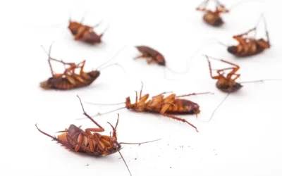 Infestações de baratas em escritórios: sinais de alerta