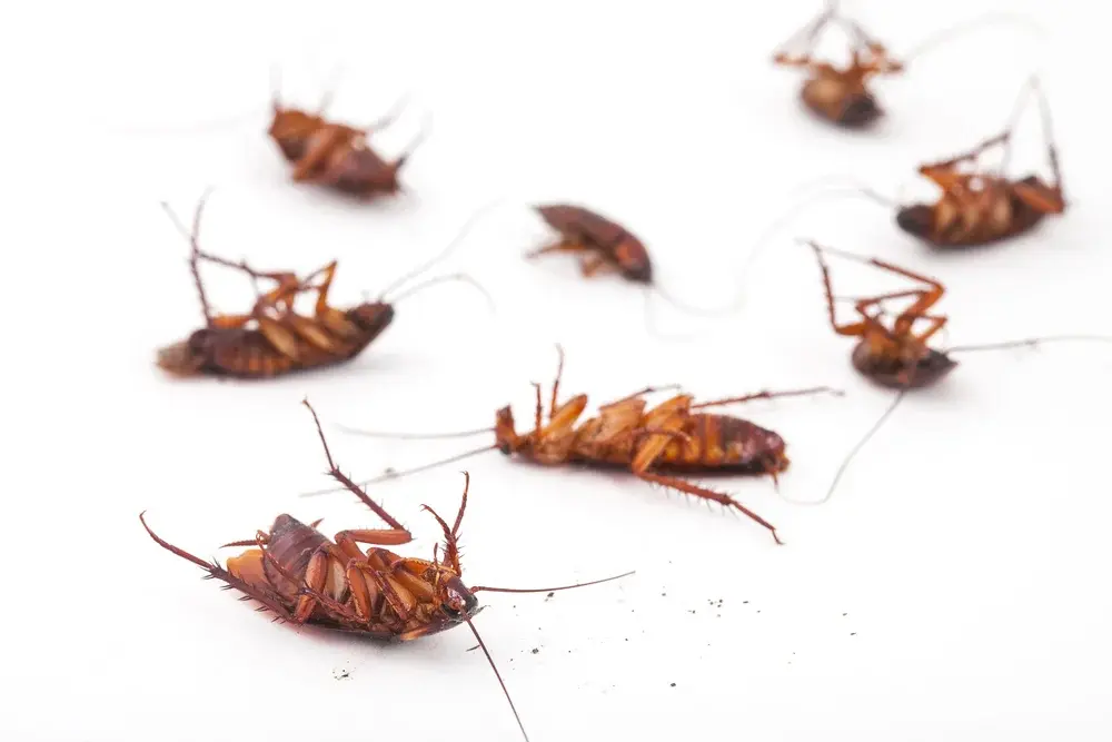 Infestações de baratas em escritórios: sinais de alerta
